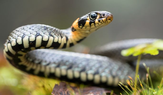 Beispielbild einer Schlange